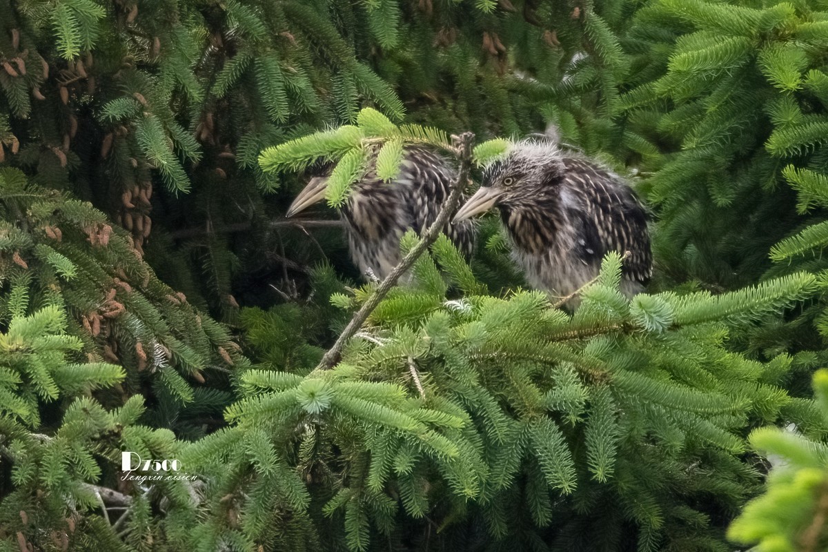 夜鹭与池鹭（5）