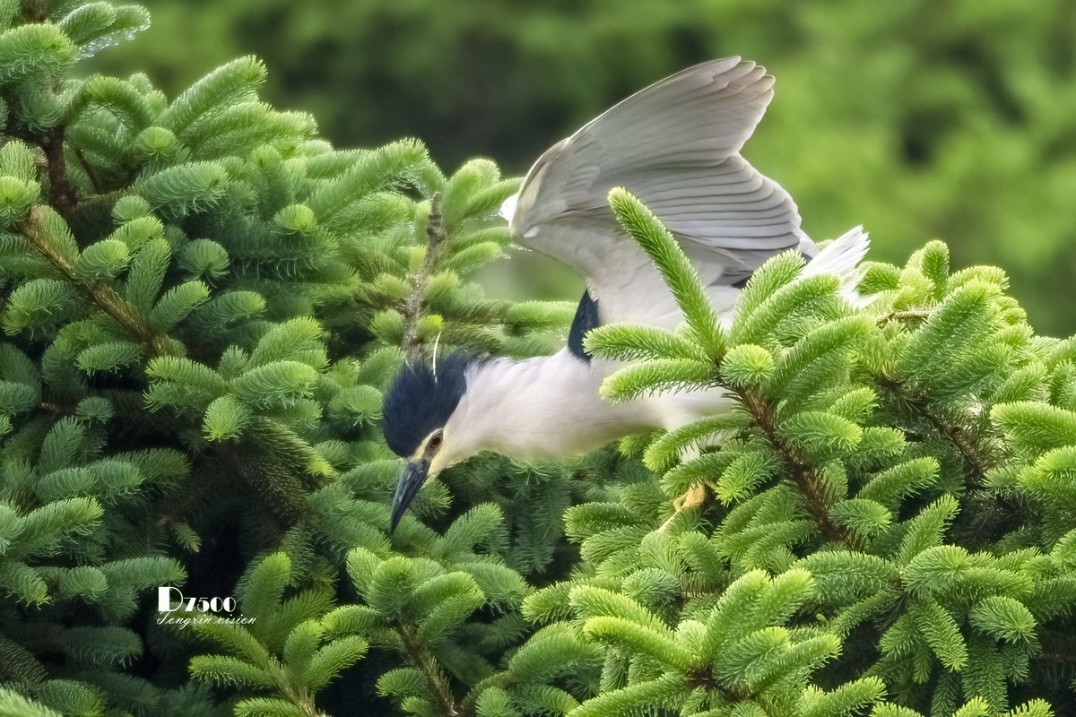 夜鹭与池鹭（5）