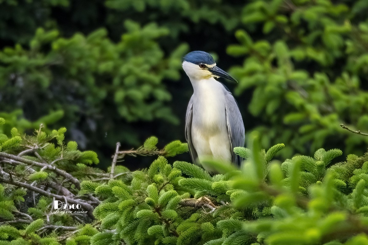 夜鹭与池鹭（5）