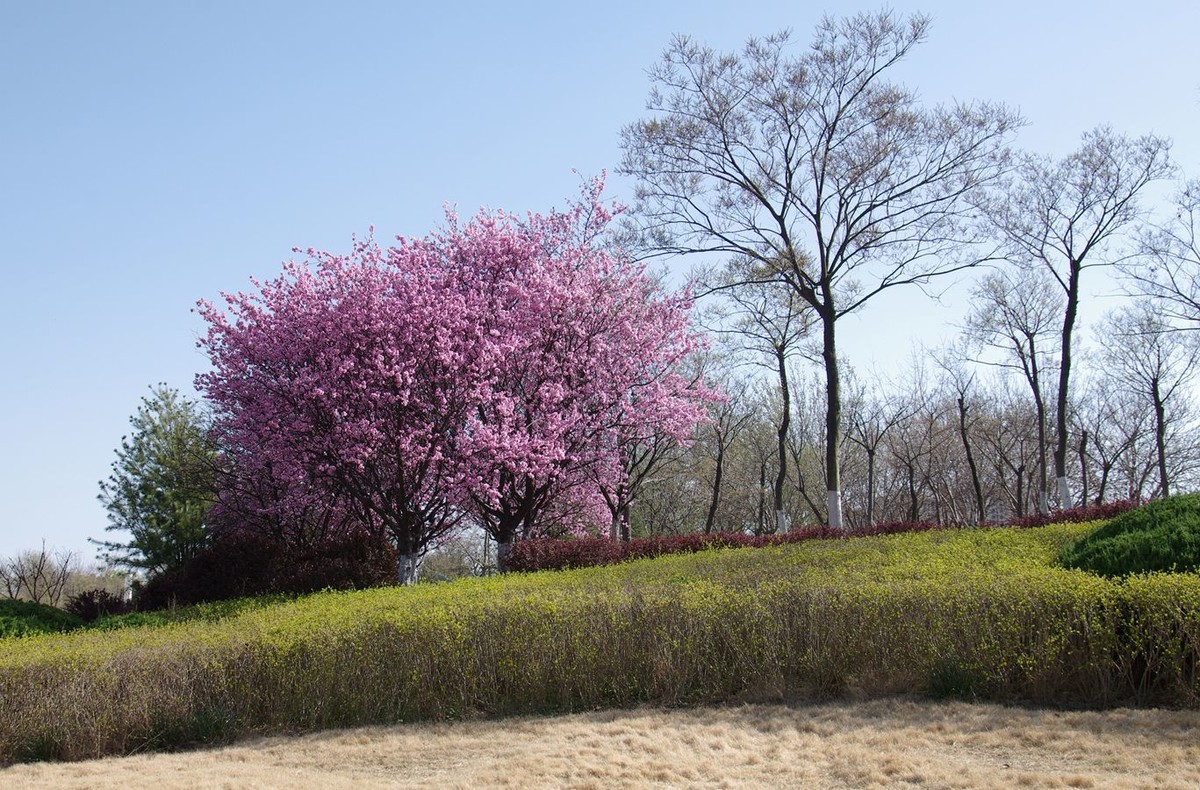 柳绿花红舞春风