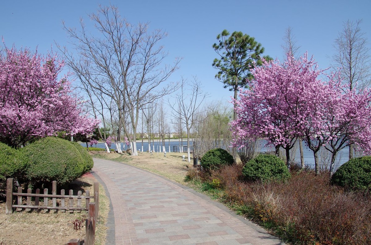 柳绿花红舞春风