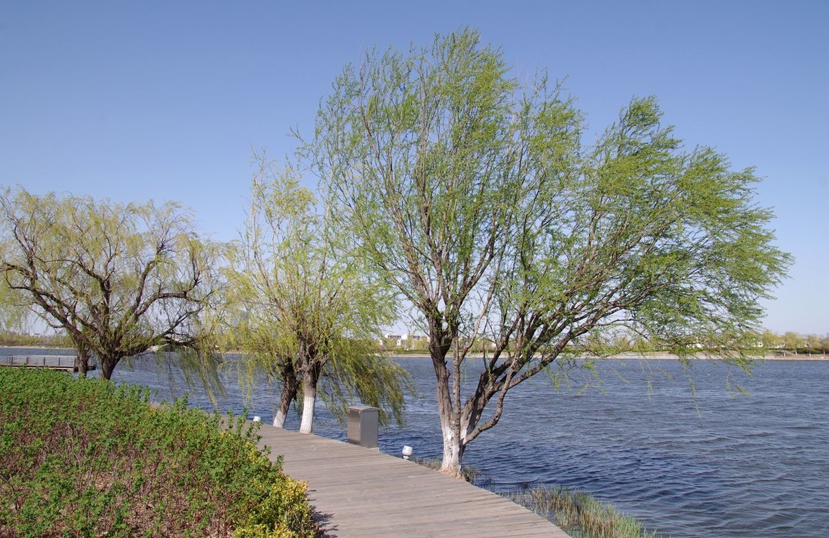 柳绿花红舞春风