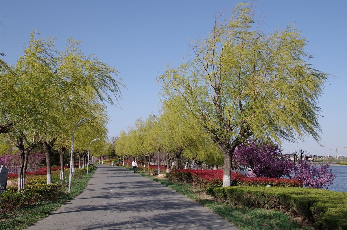 柳绿花红舞春风