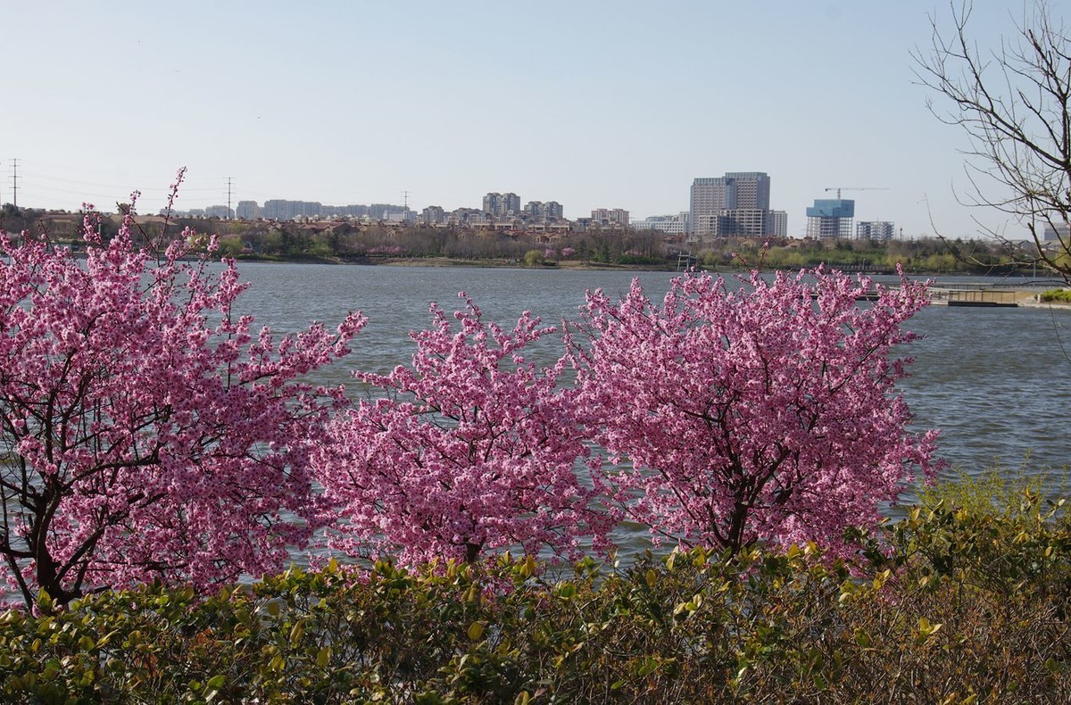 柳绿花红舞春风
