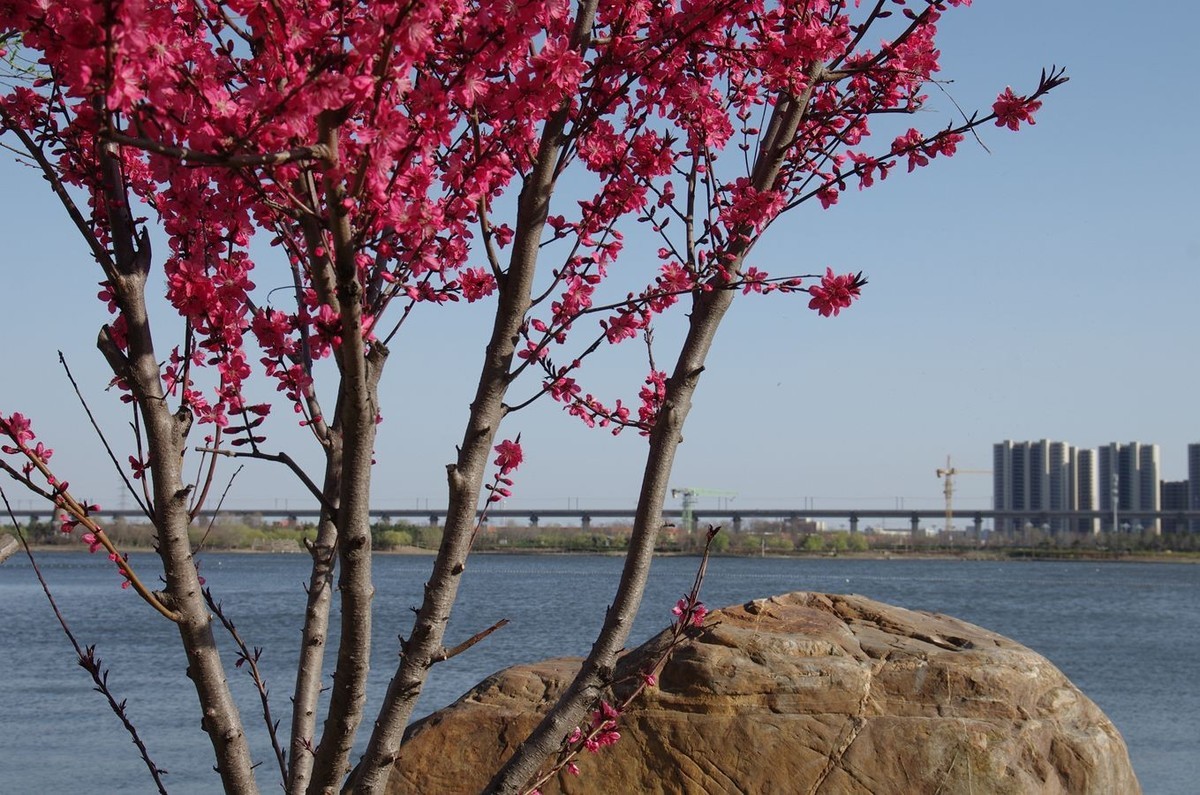 柳绿花红舞春风