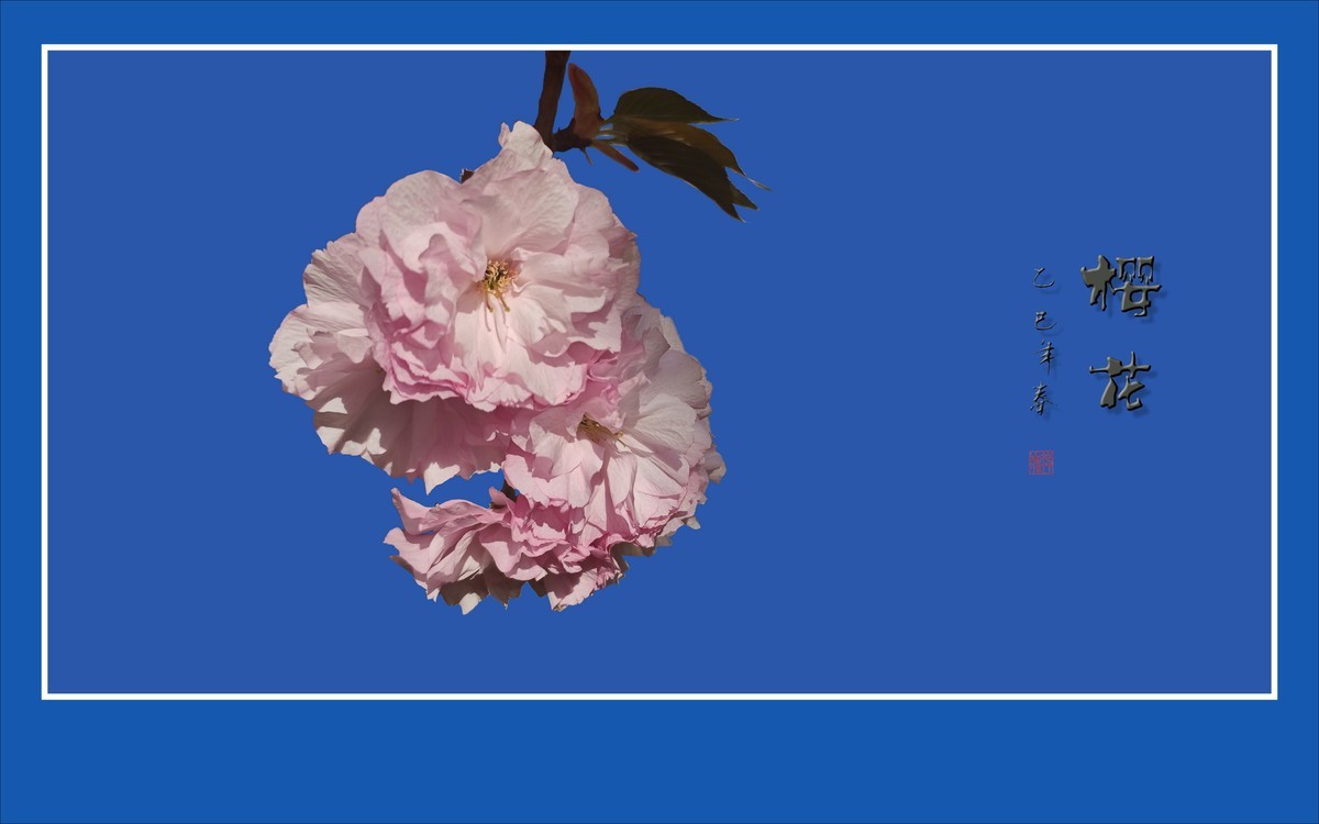 蓝天下的艳丽樱花