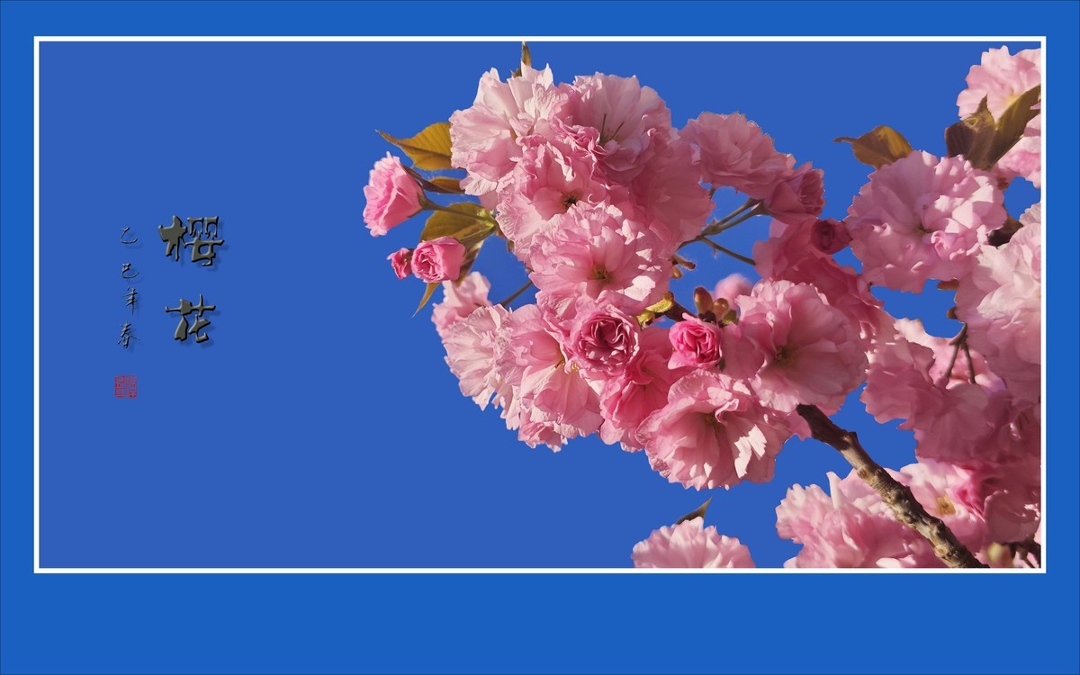 蓝天下的艳丽樱花