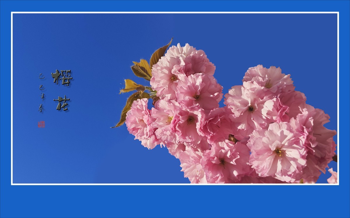 蓝天下的艳丽樱花