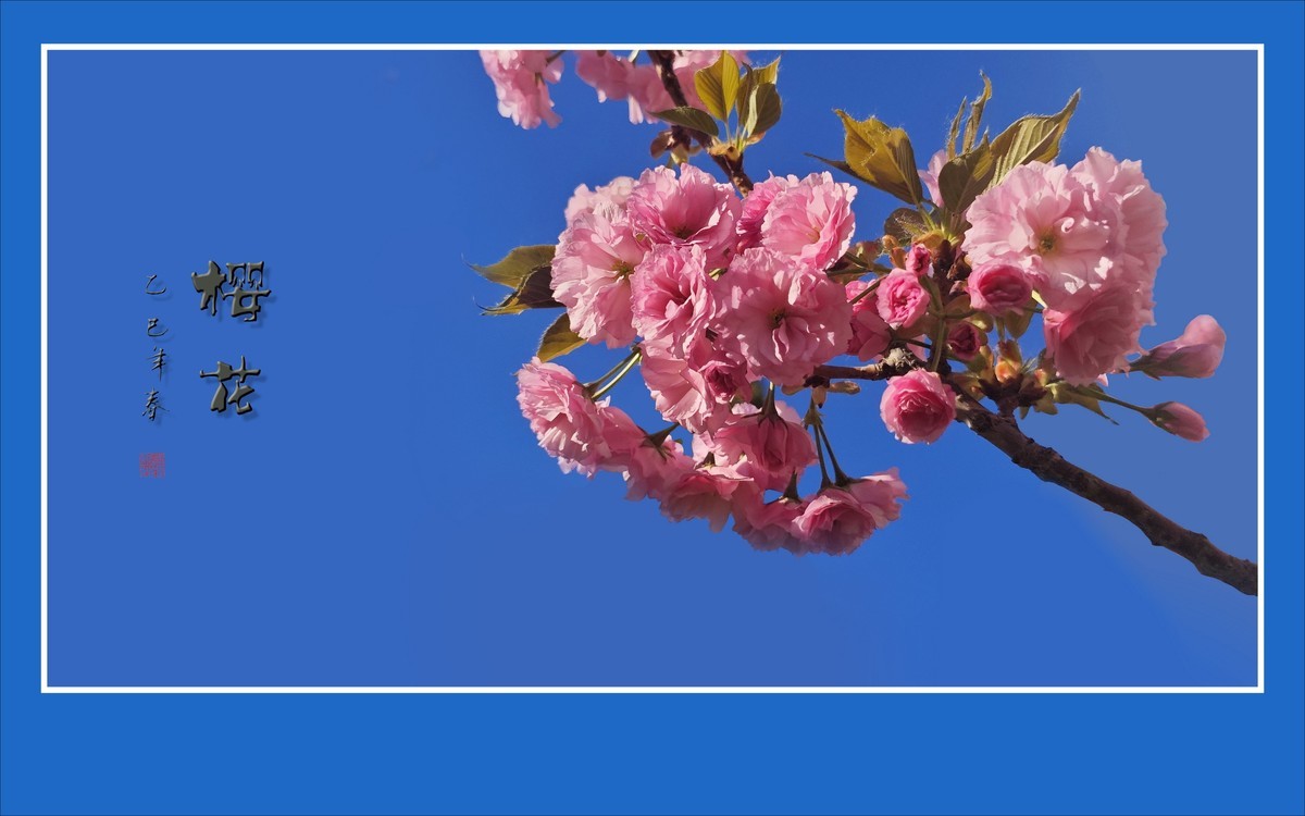 蓝天下的艳丽樱花