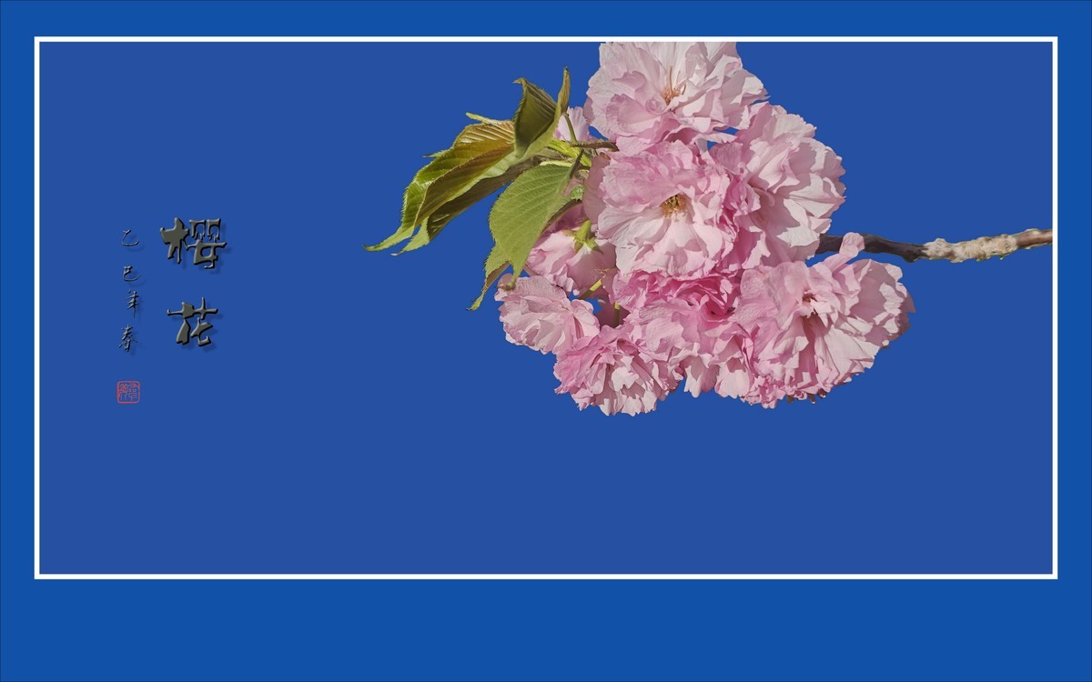 蓝天下的艳丽樱花