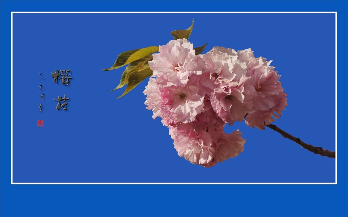 蓝天下的艳丽樱花