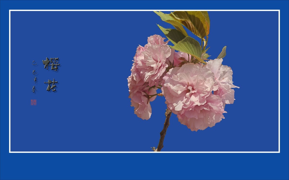 蓝天下的艳丽樱花