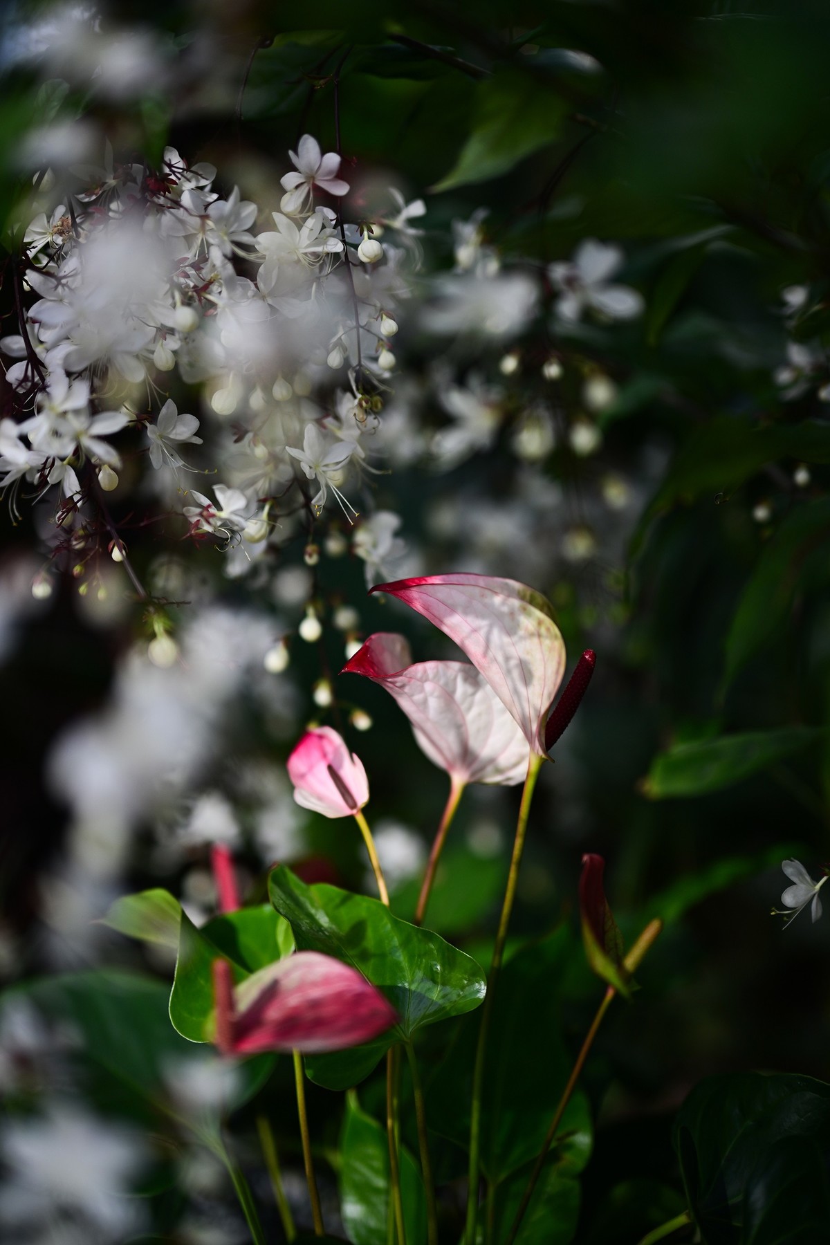 植物园里的花卉
