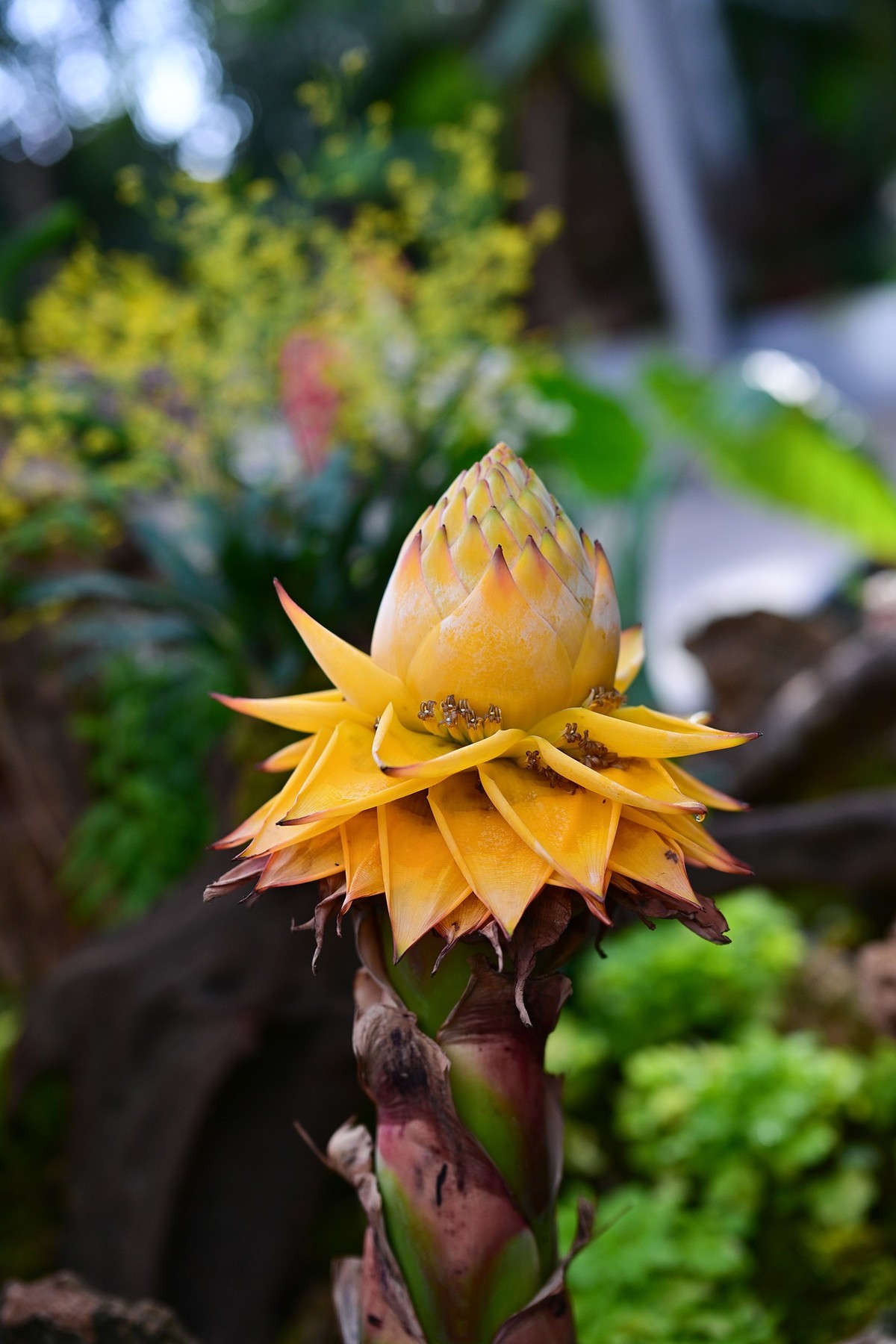 植物园里的花卉