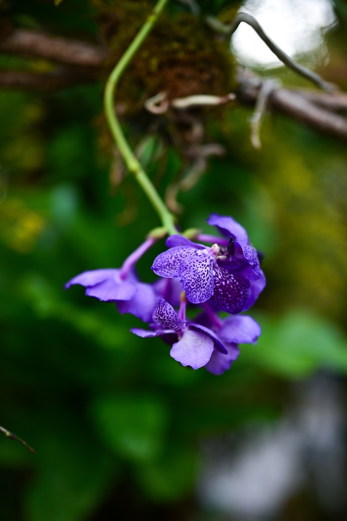 植物园里的花卉