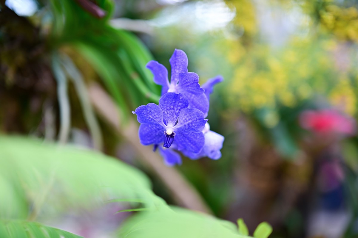 植物园里的花卉