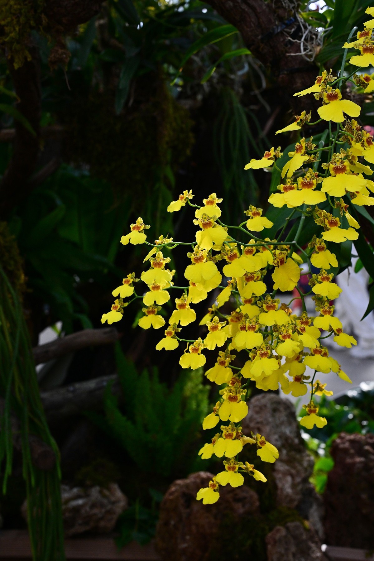 植物园里的花卉