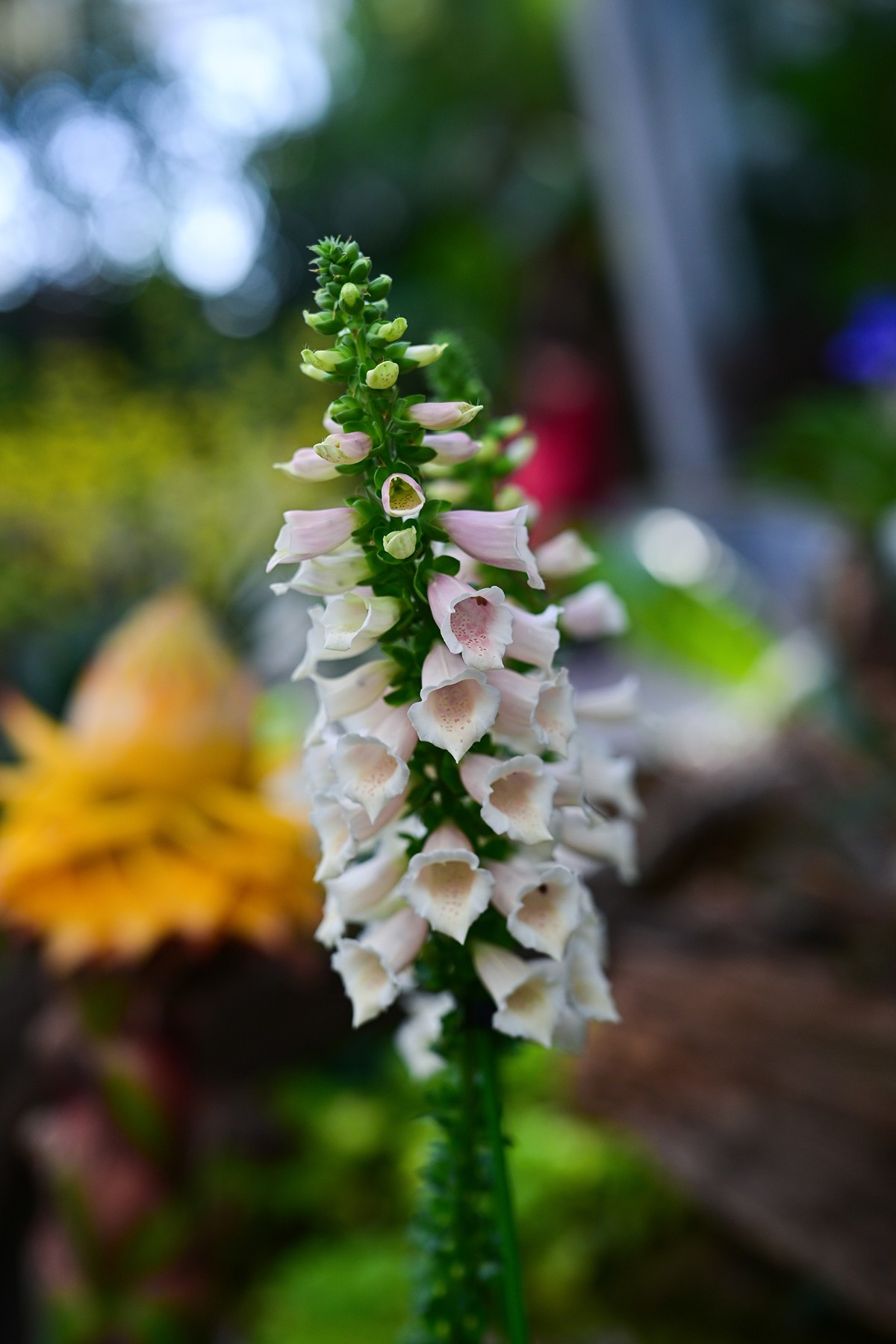 植物园里的花卉