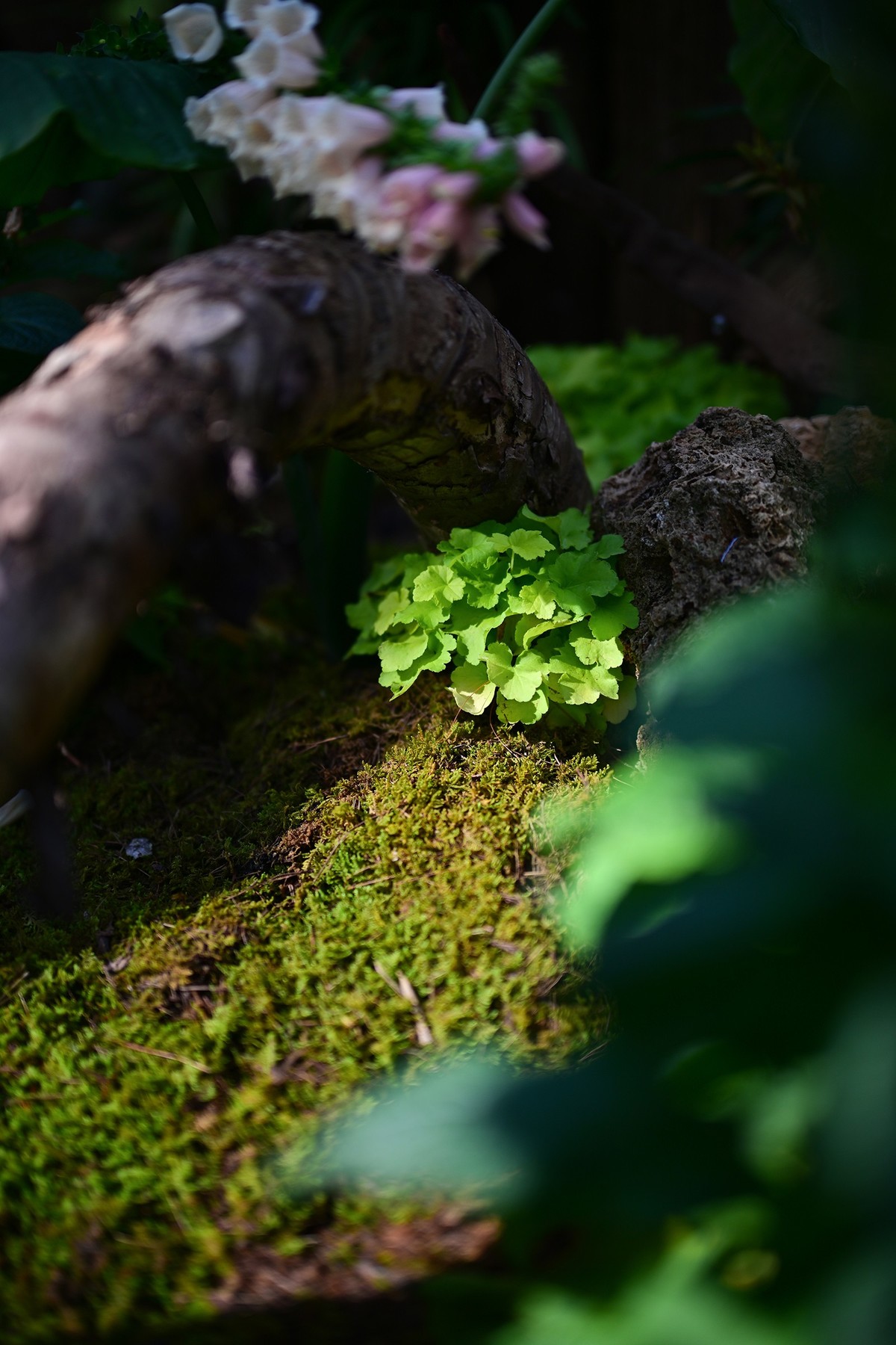 植物园里的花卉
