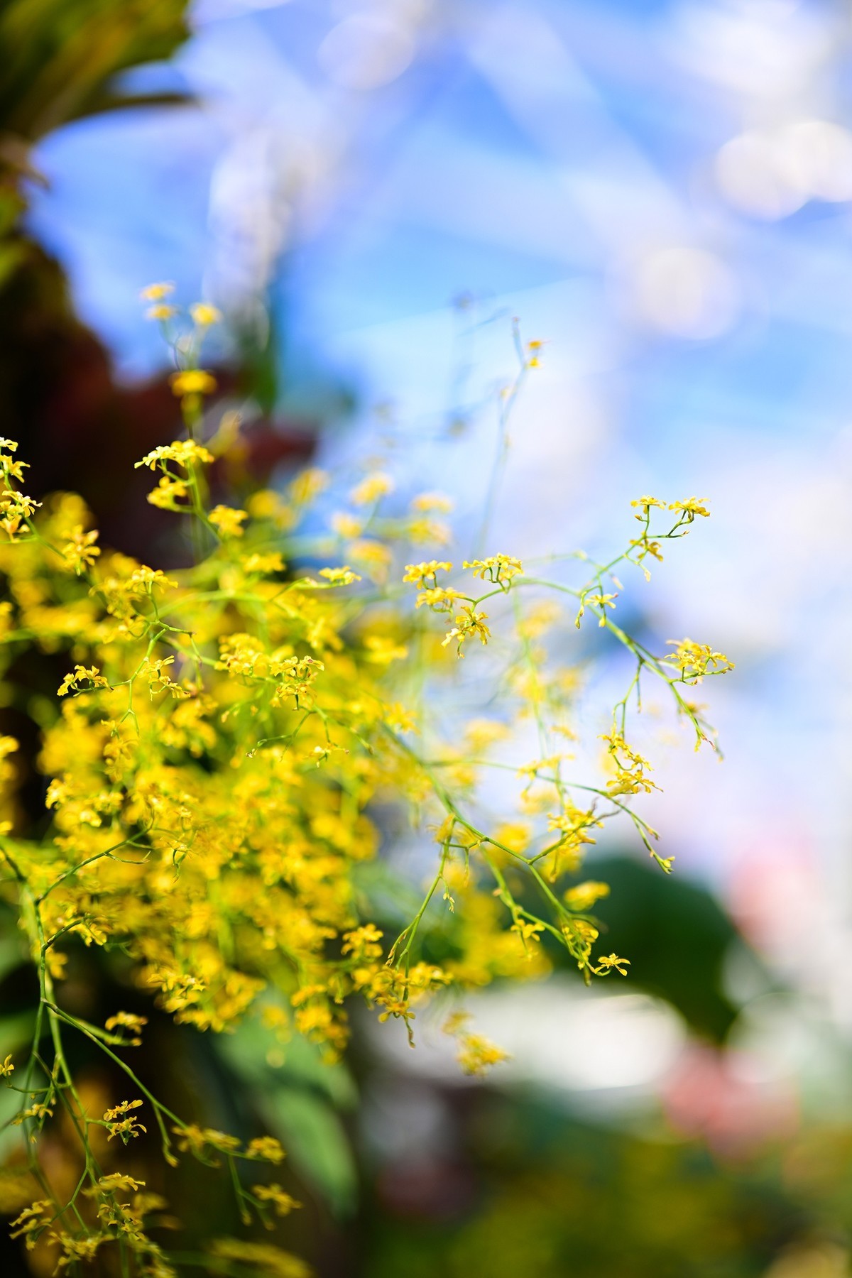 植物园里的花卉