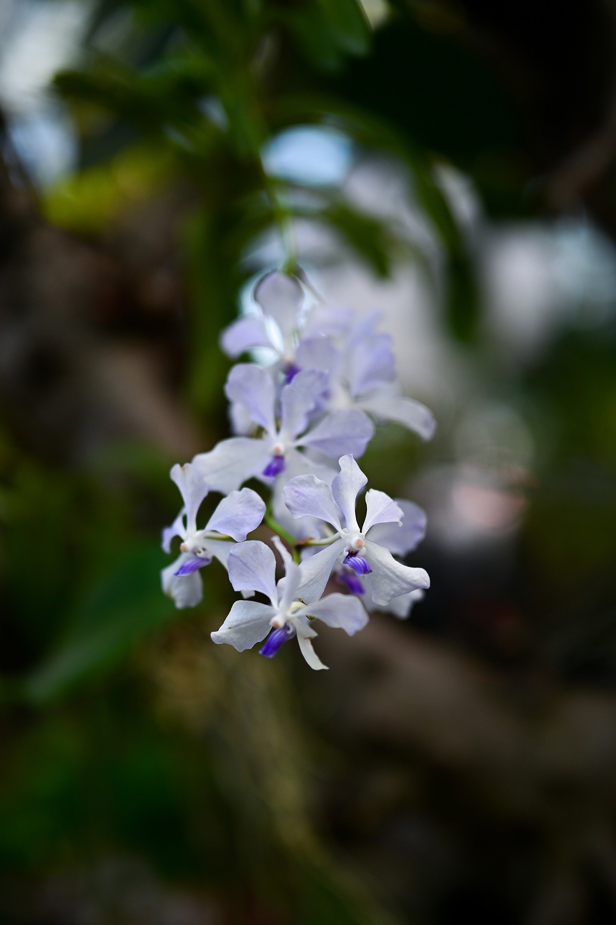 植物园里的花卉