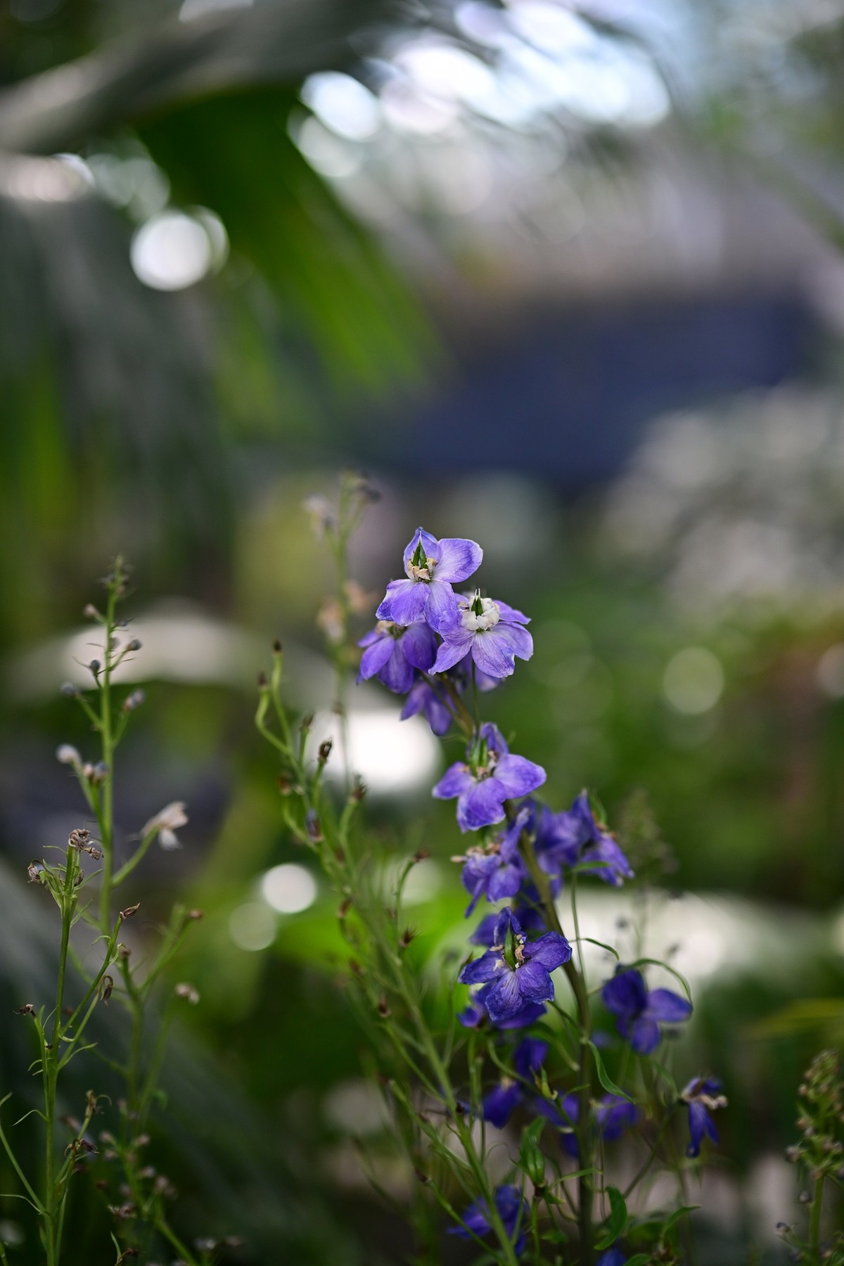 植物园里的花卉