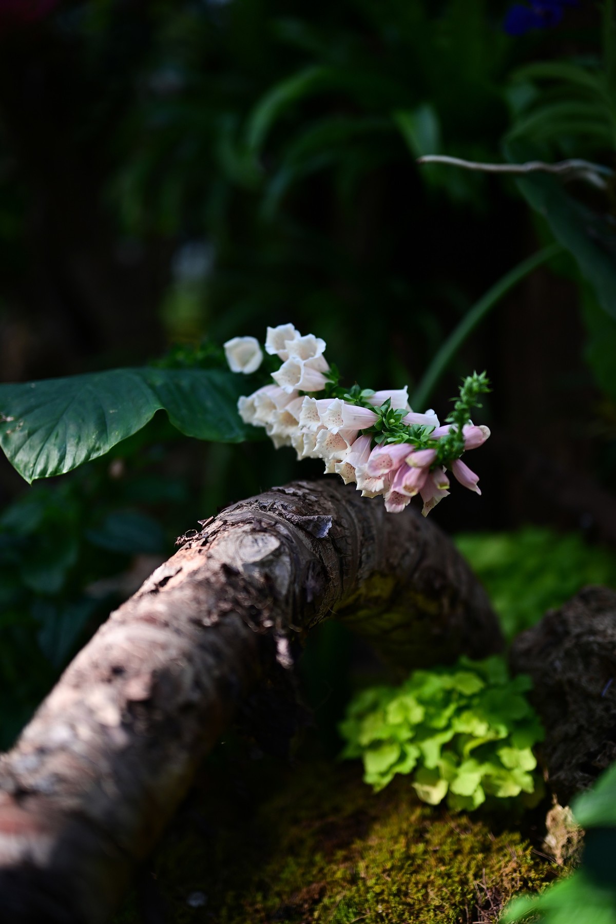 植物园里的花卉