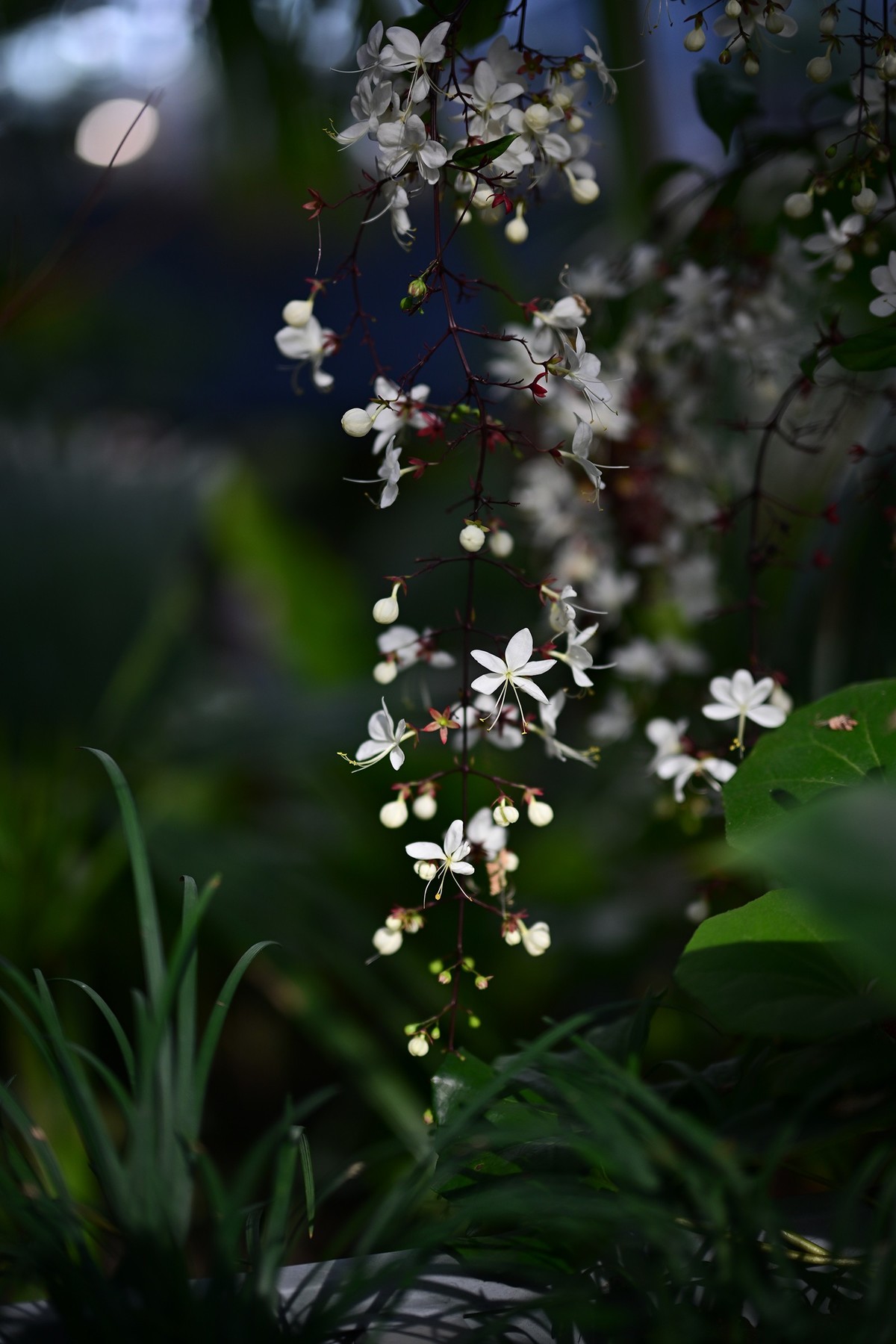 植物园里的花卉