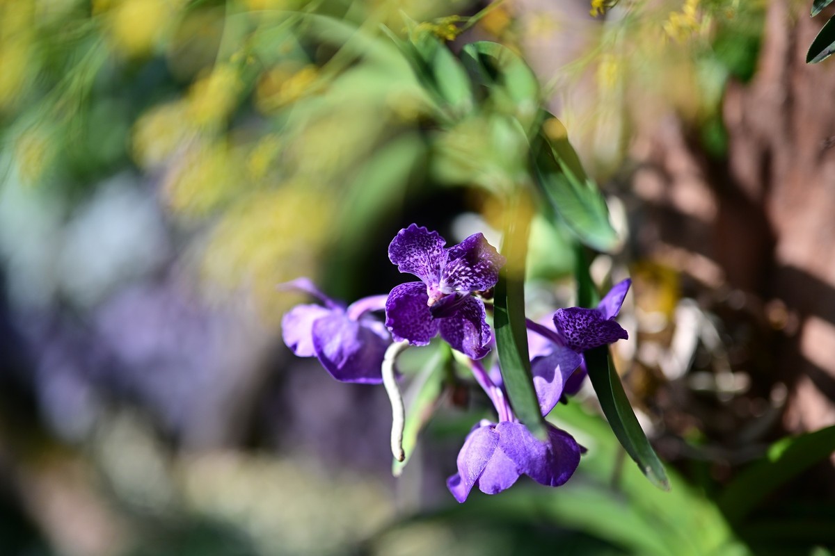 植物园里的花卉