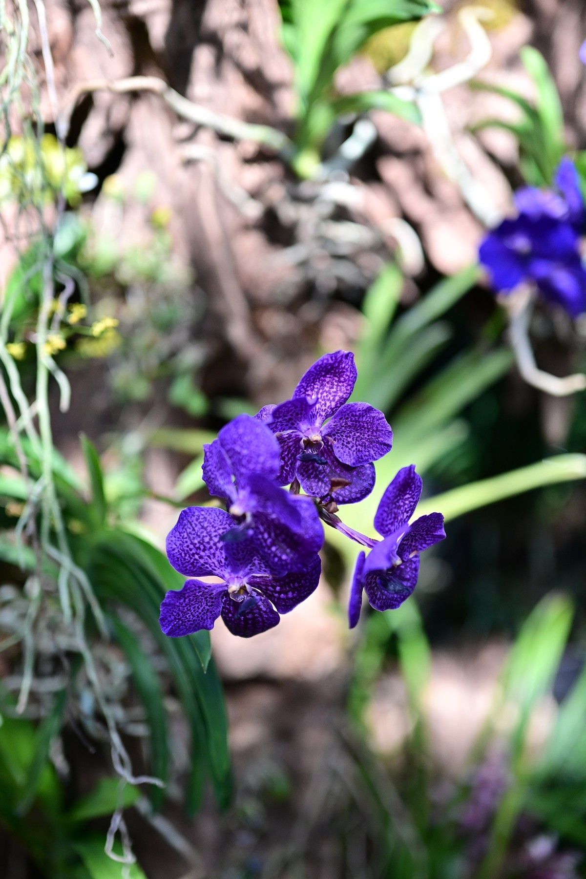 植物园里的花卉
