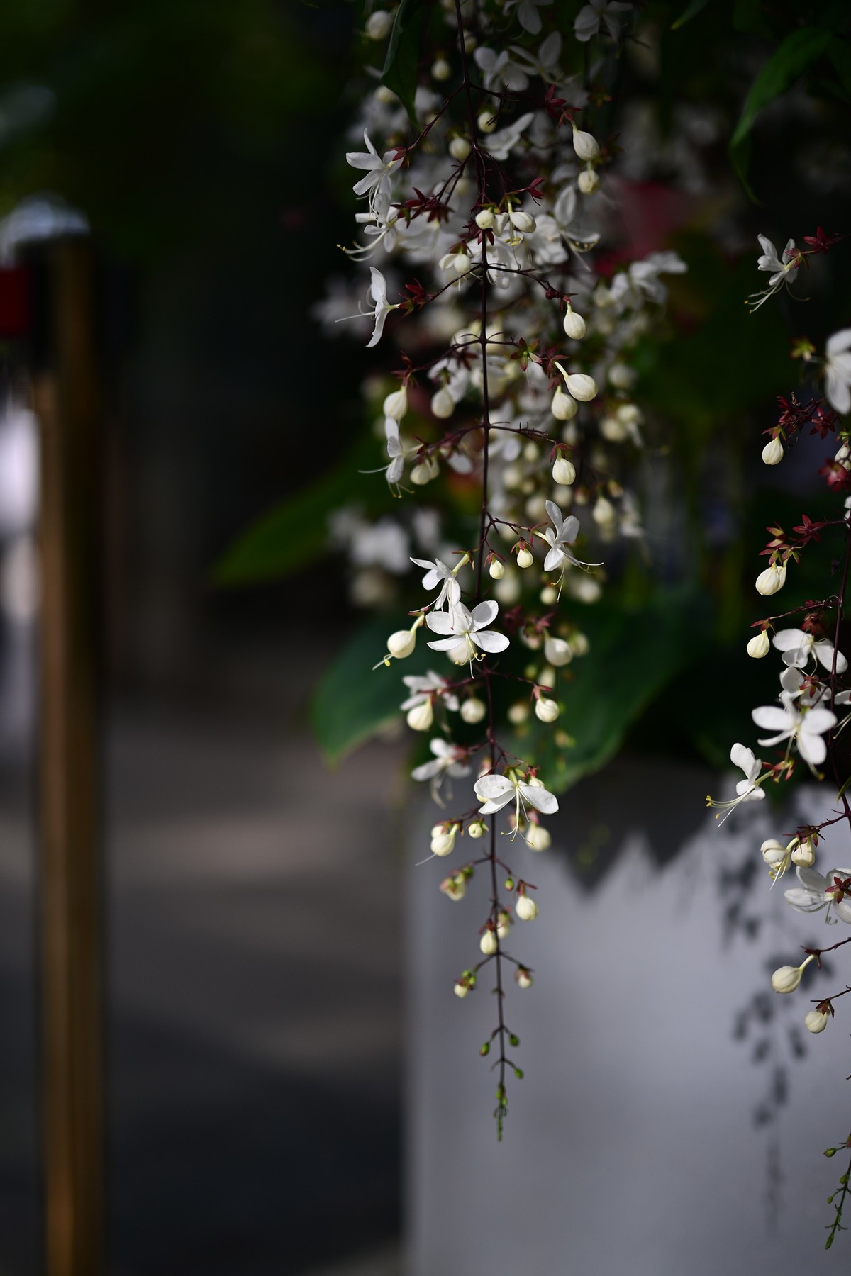 植物园里的花卉