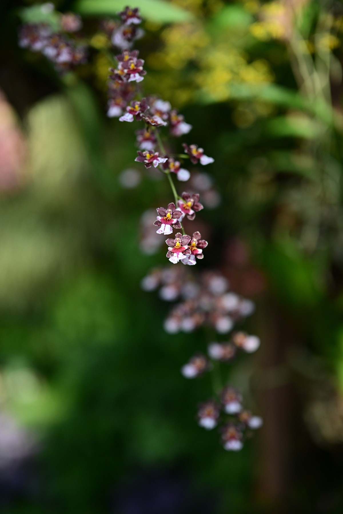 植物园里的花卉