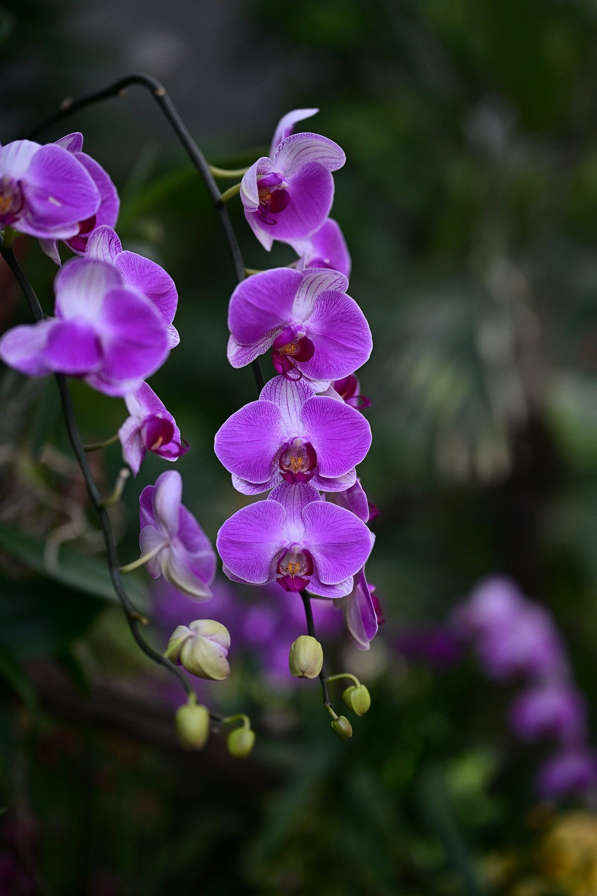 植物园里的花卉