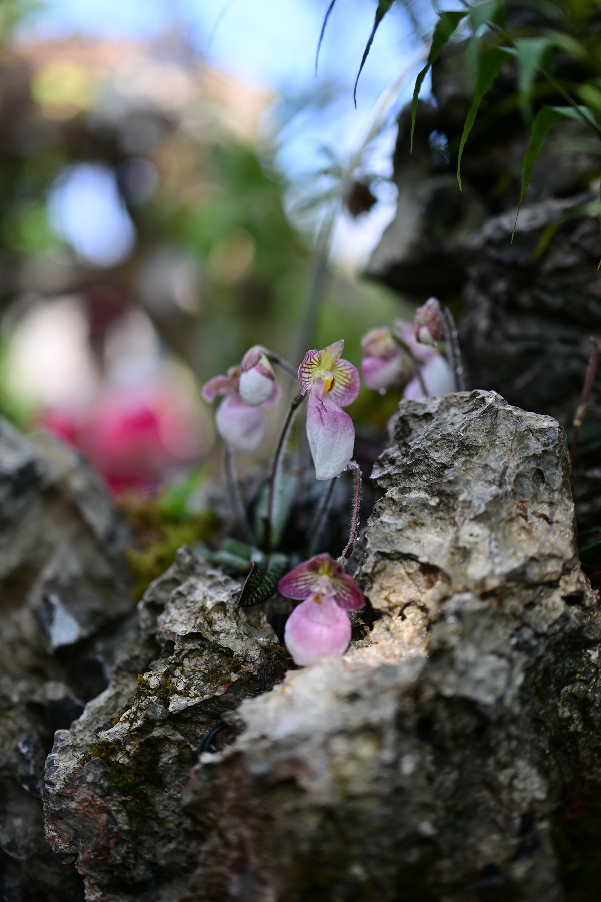 植物园里的花卉