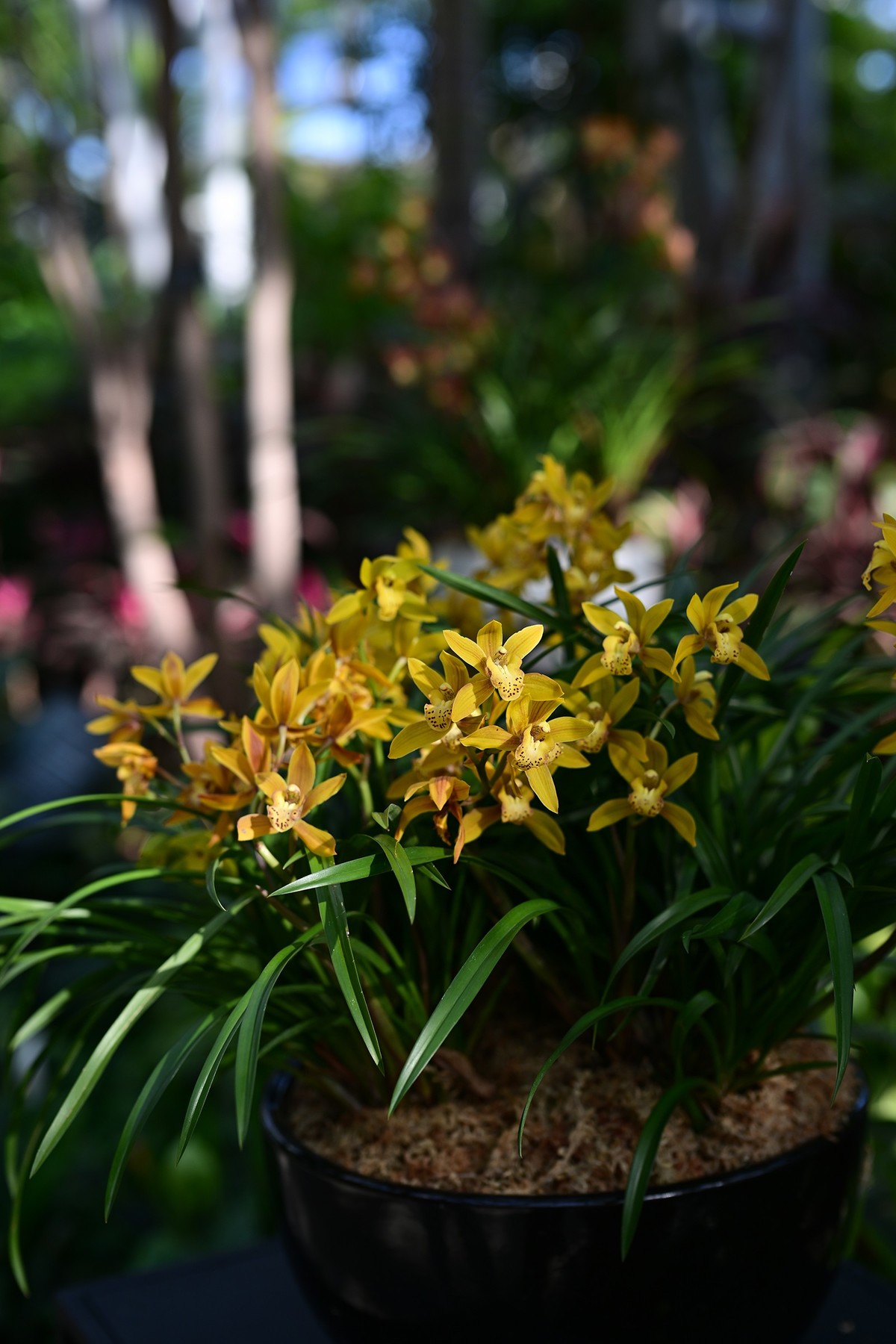 植物园里的花卉