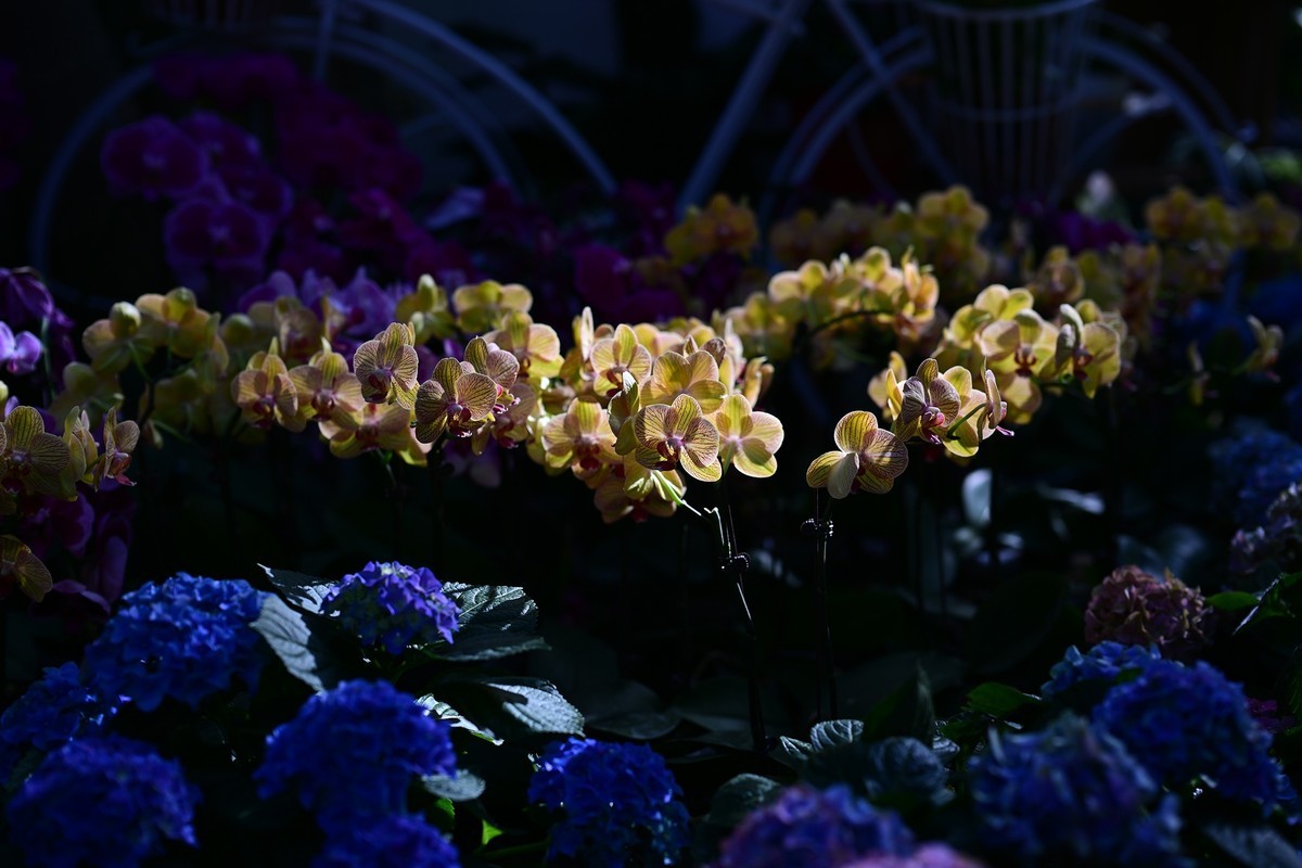 植物园里的花卉