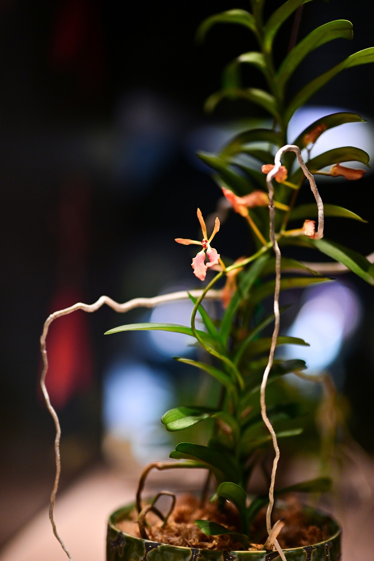 植物园里的花卉