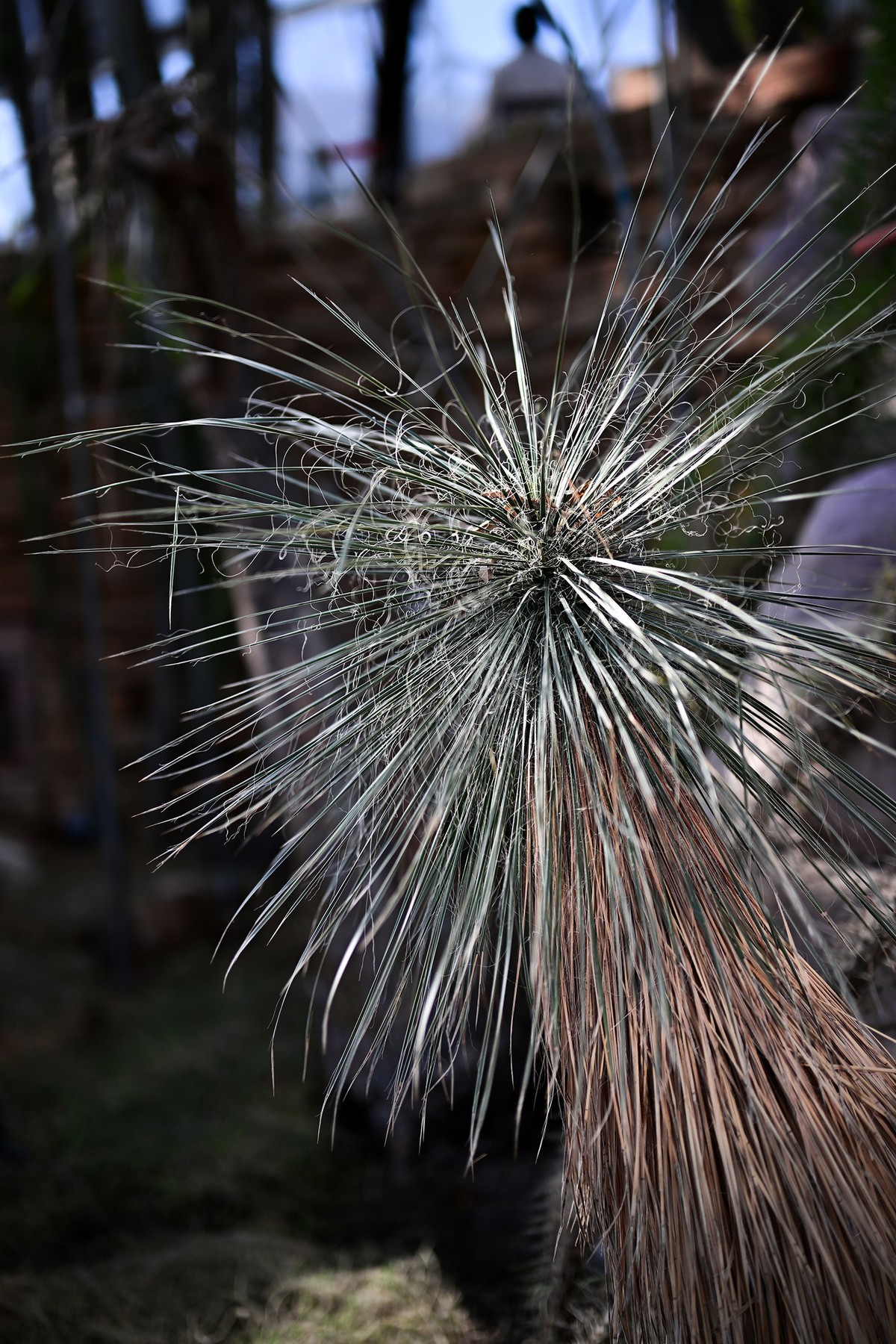 植物园里的花卉