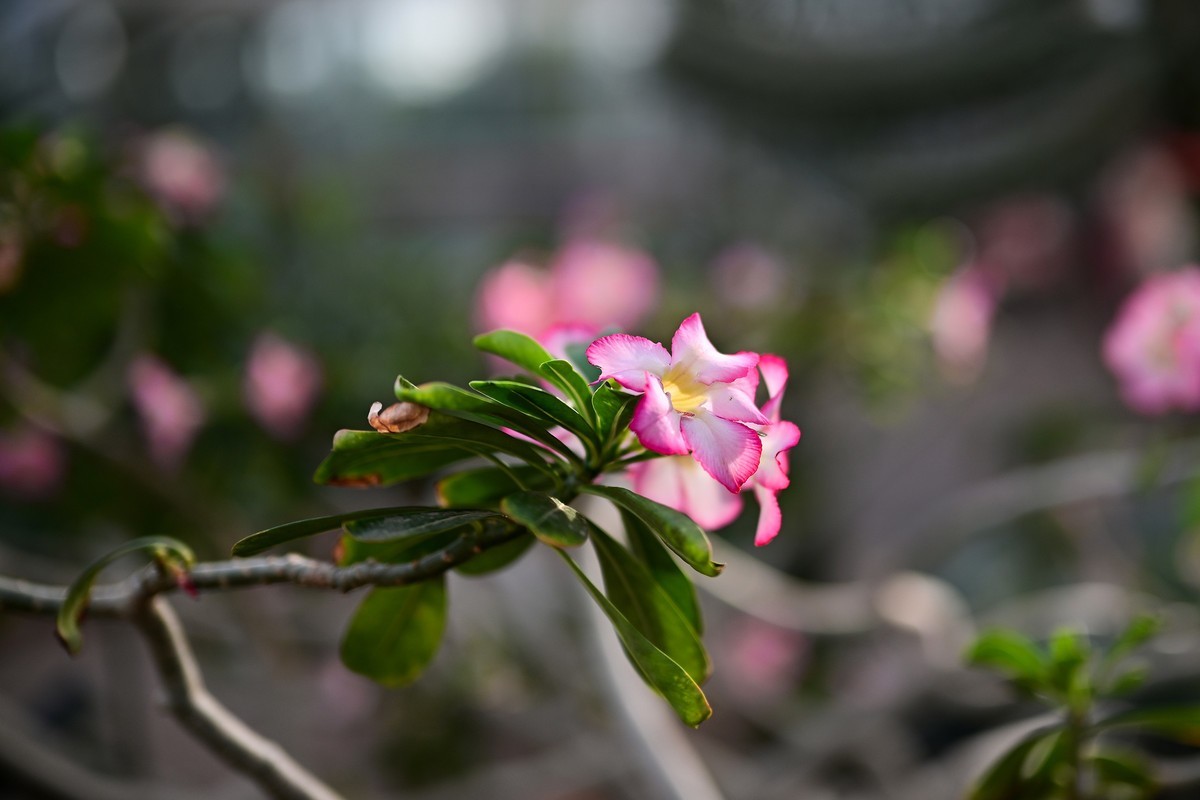植物园里的花卉