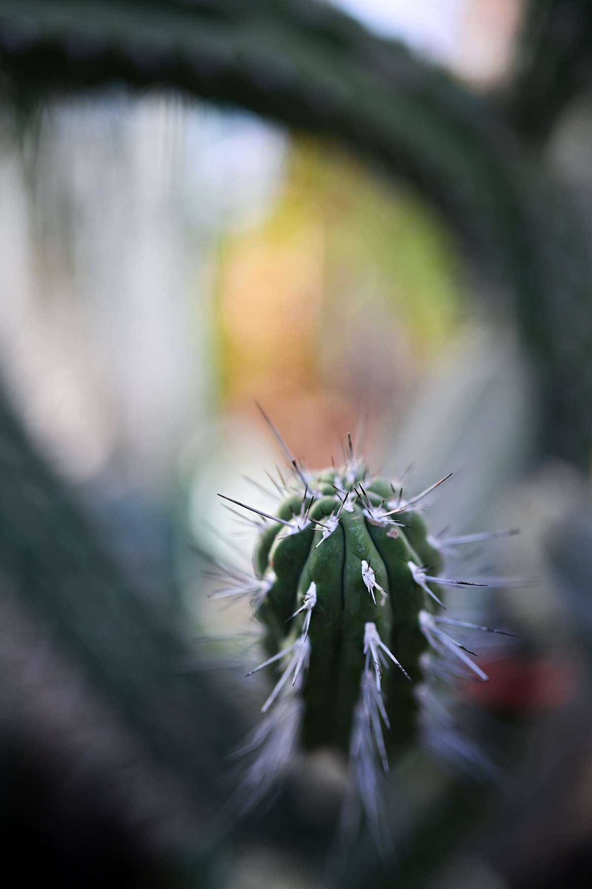 植物园里的花卉