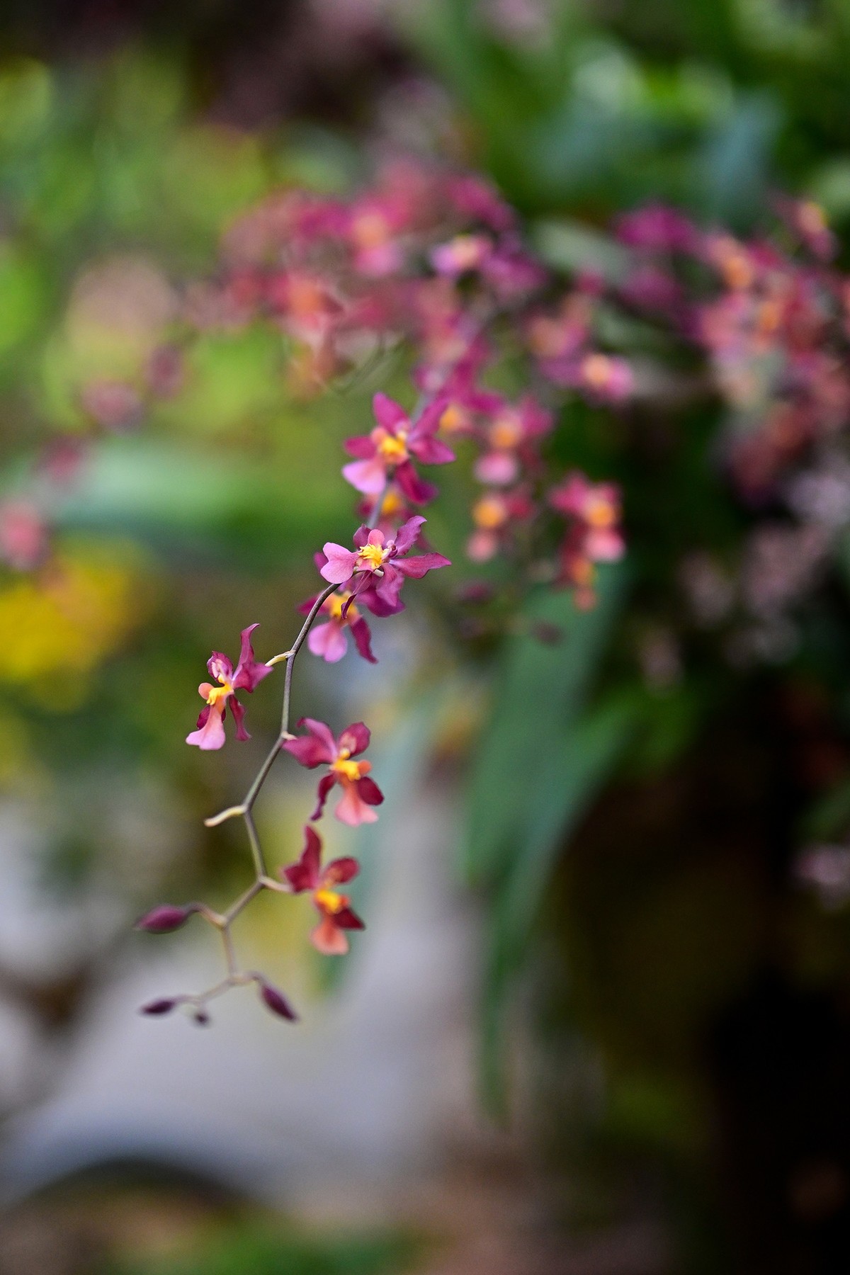 植物园里的花卉