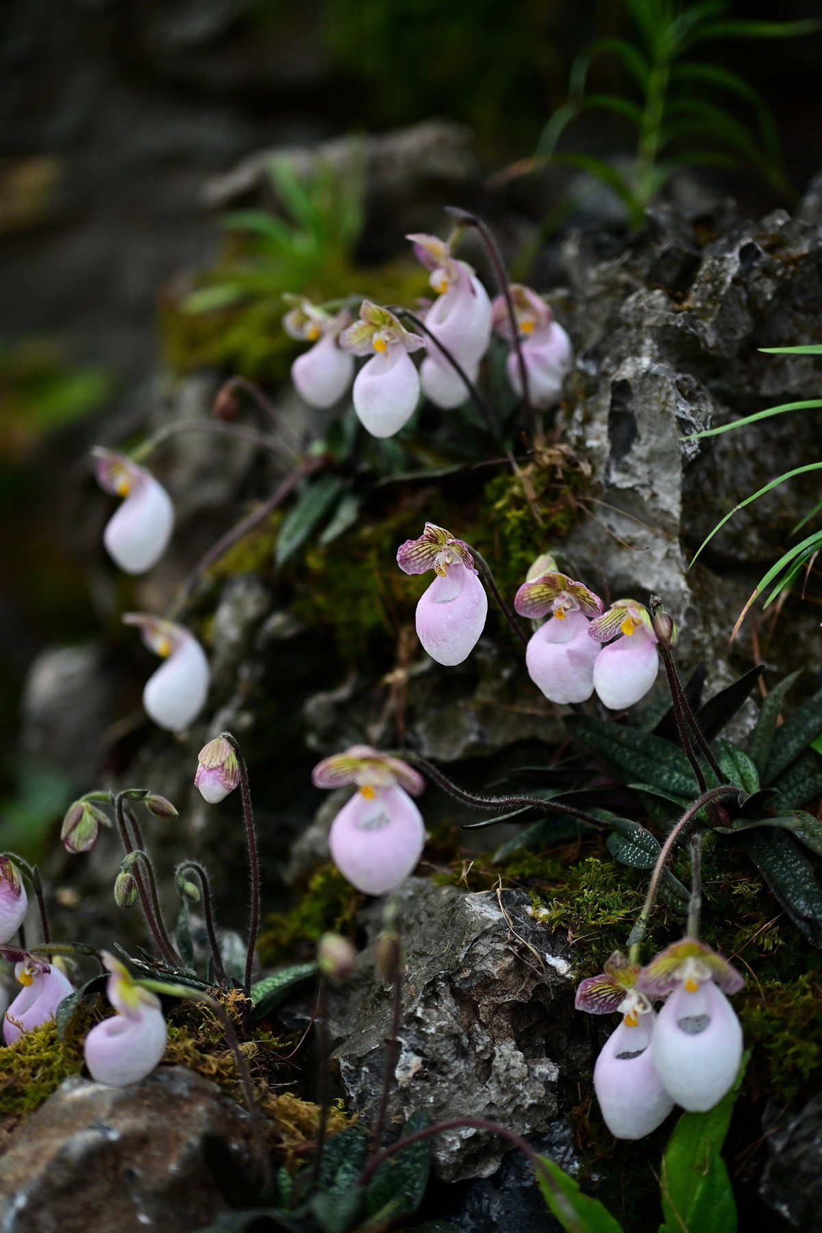 植物园里的花卉