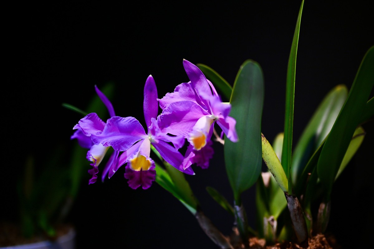 植物园里的花卉