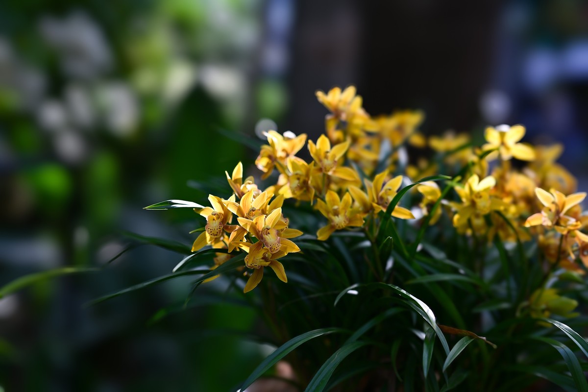 植物园里的花卉