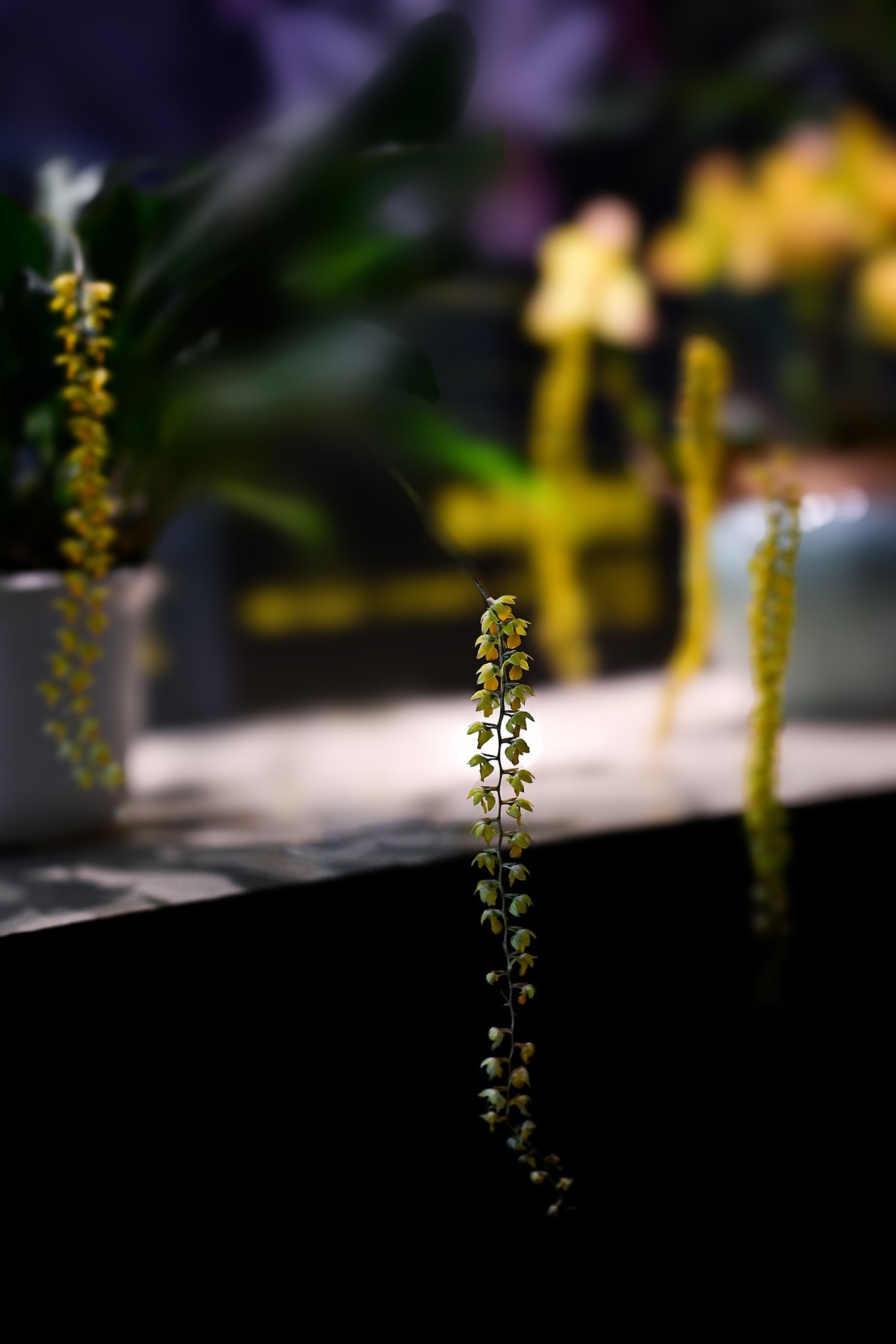 植物园里的花卉