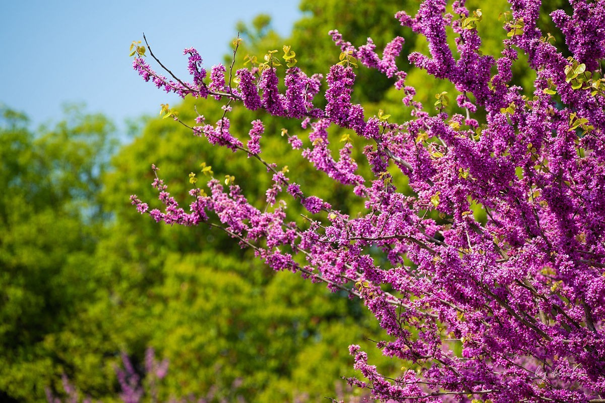苏州植物园掠影（4）