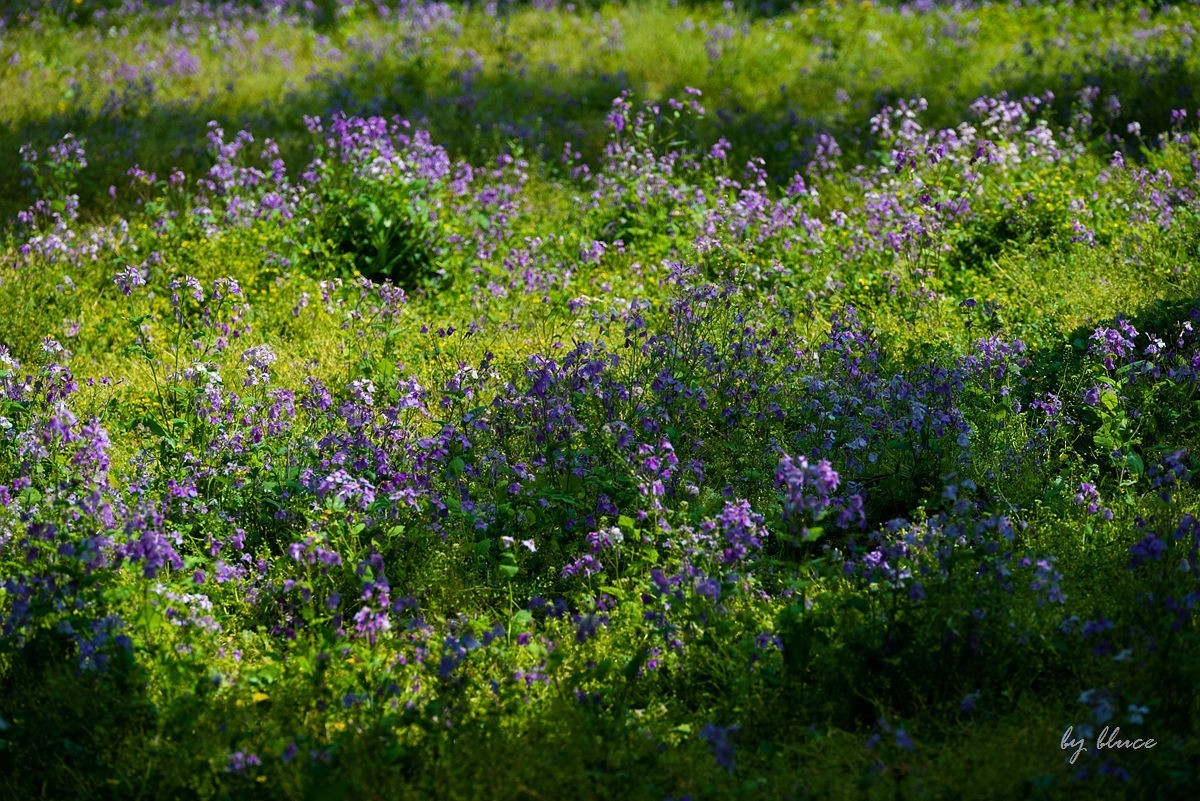 苏州植物园掠影（4）
