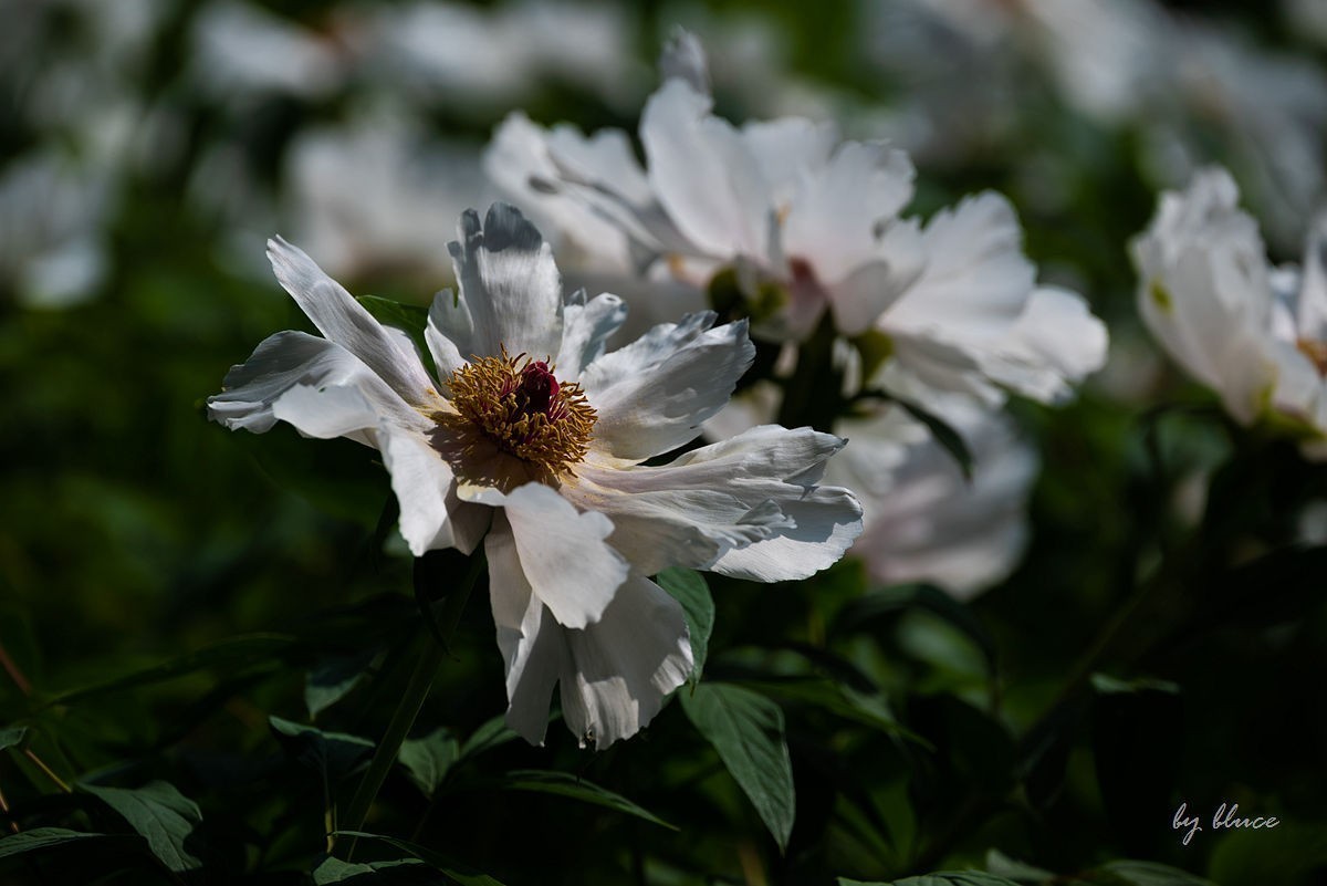 苏州植物园掠影（4）