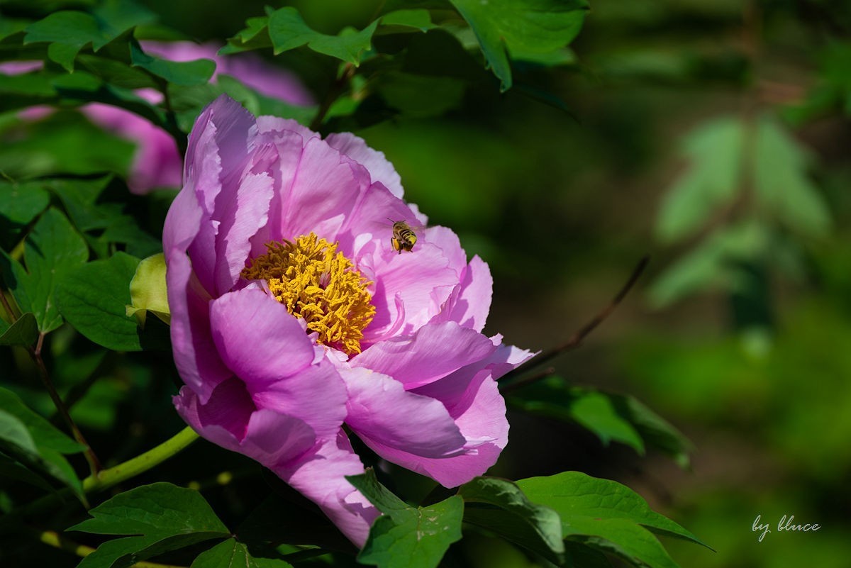 苏州植物园掠影（4）
