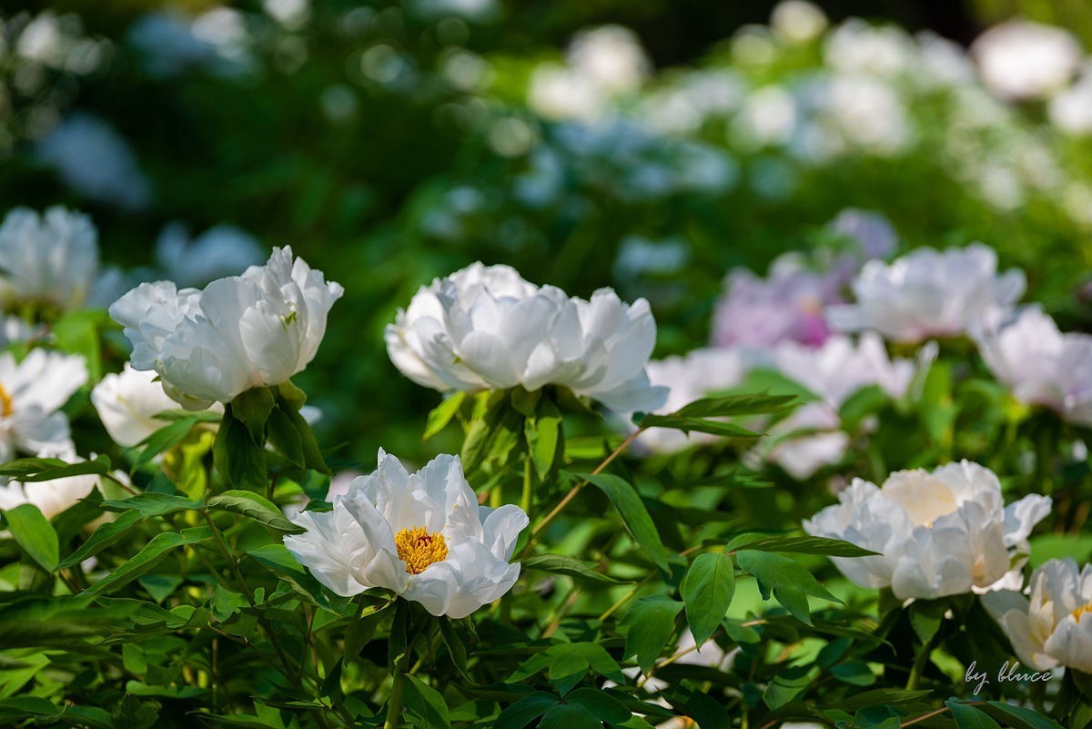 苏州植物园掠影（4）